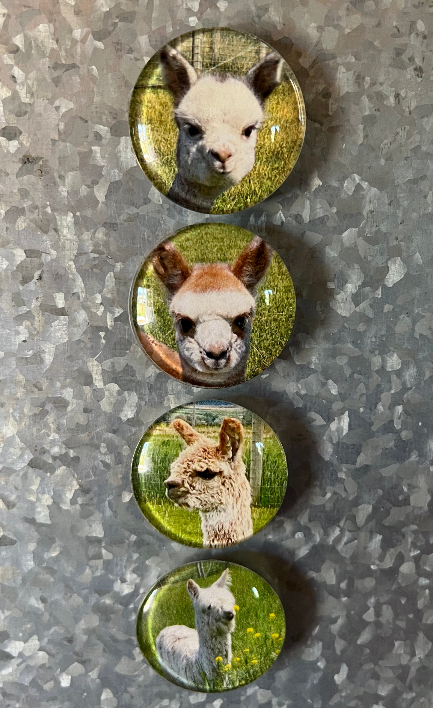 Gift- Alpaca Magnets