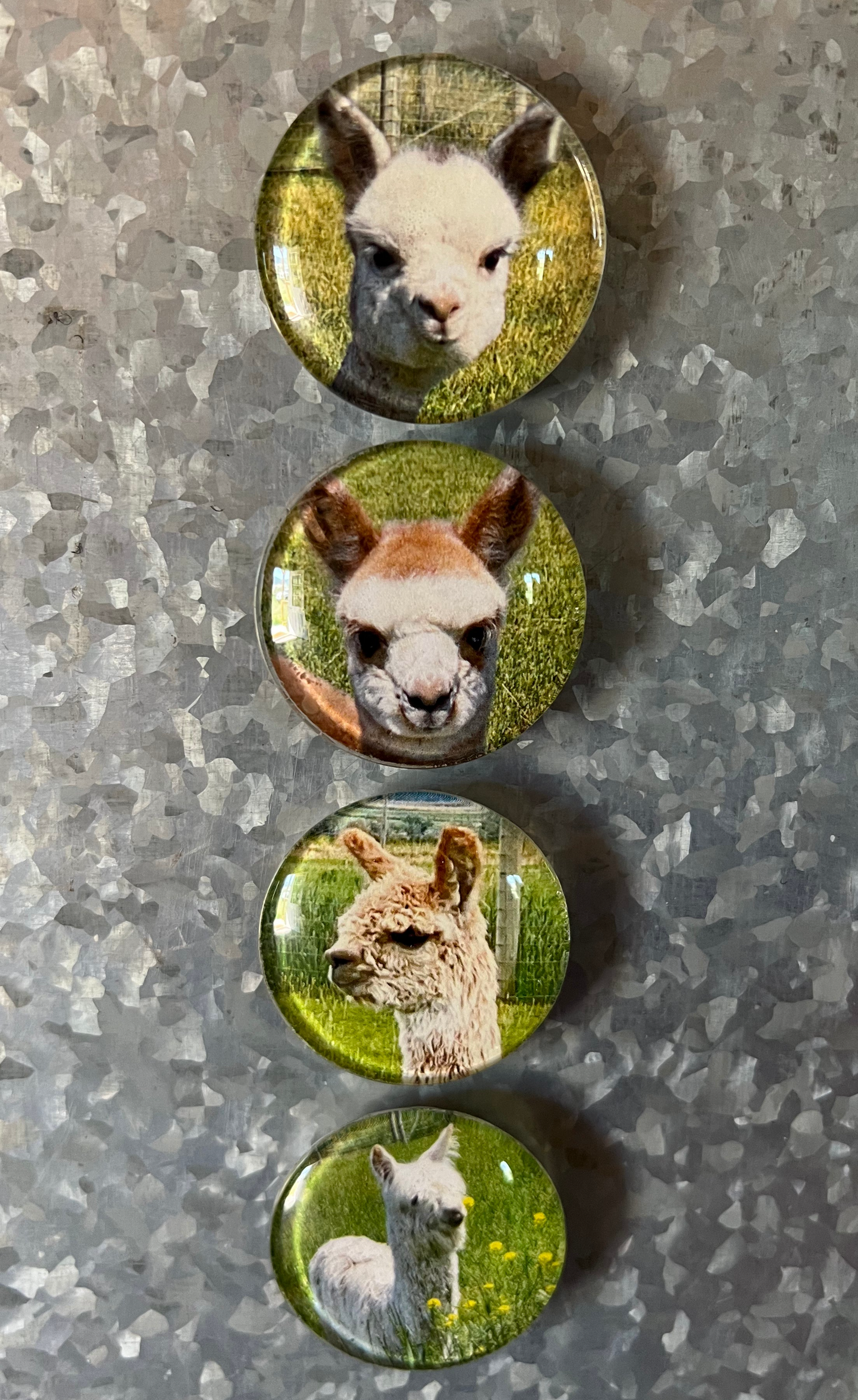 Alpaca Magnets