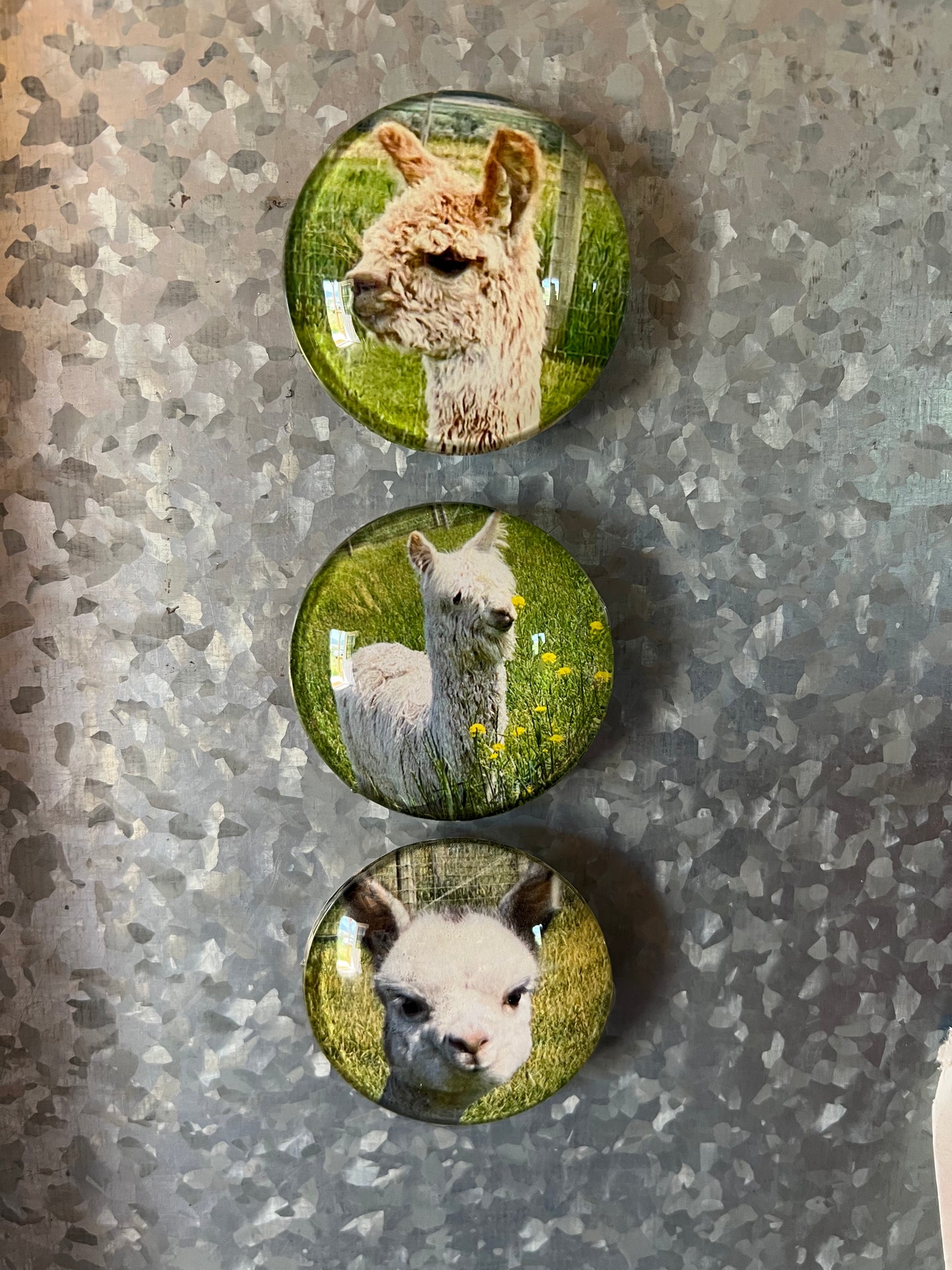 Alpaca Magnets