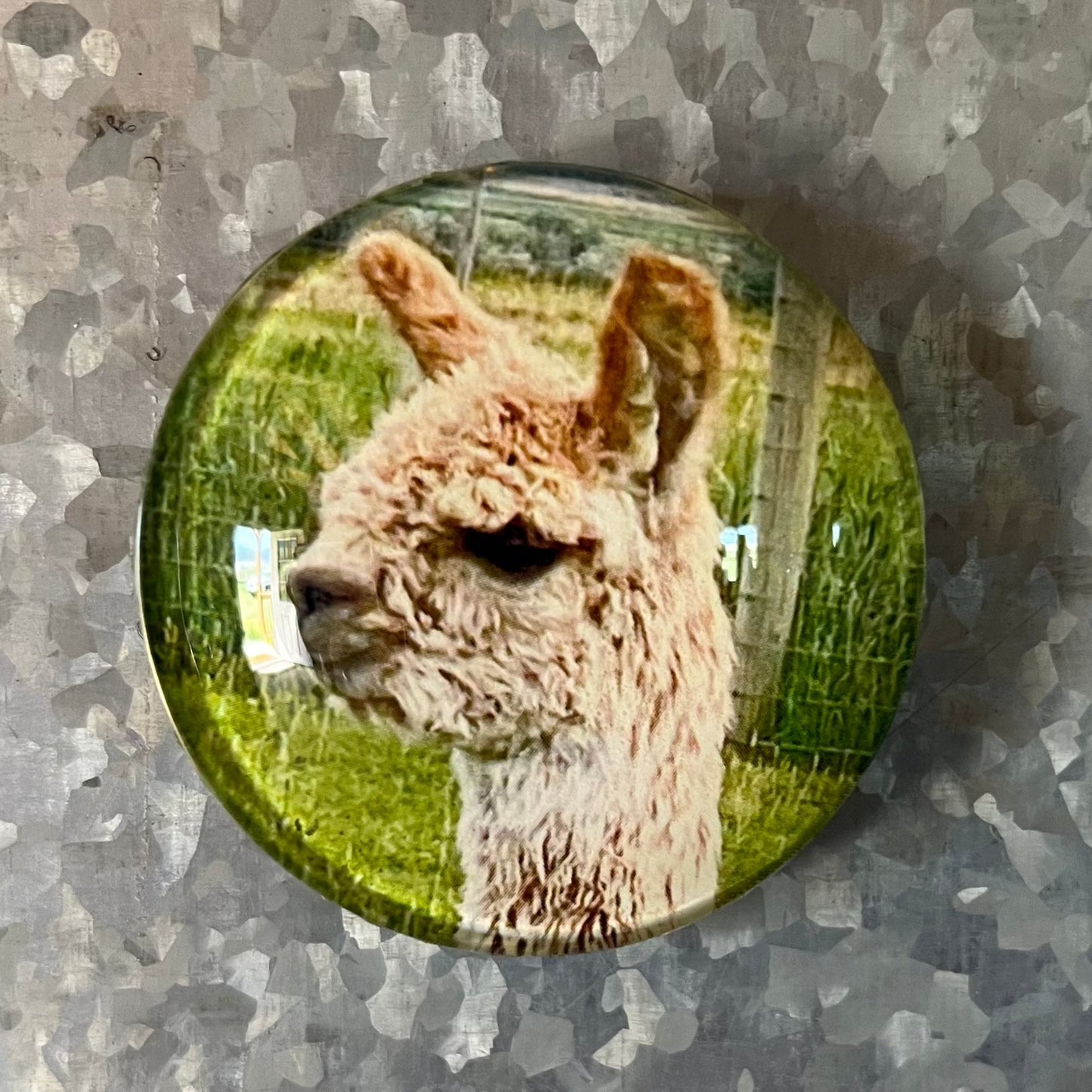 Alpaca Magnets