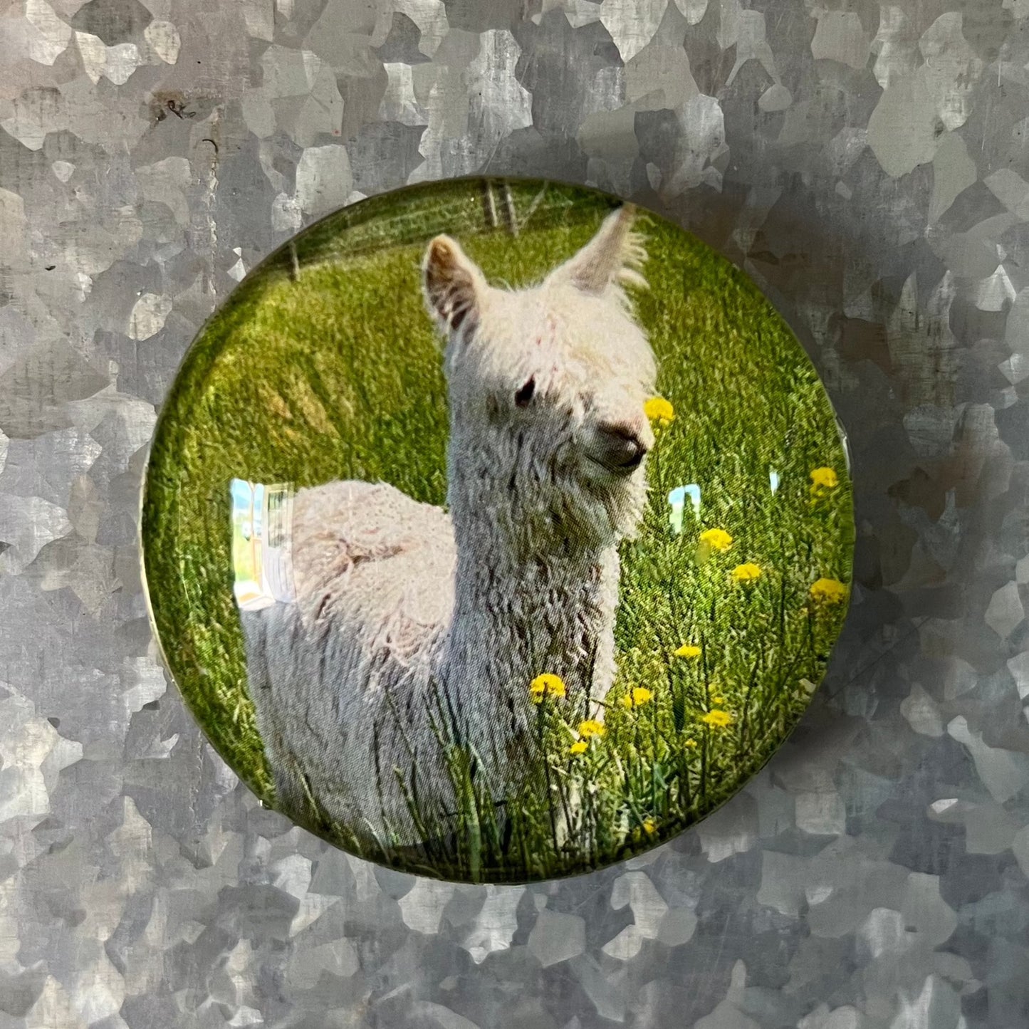 Alpaca Magnets