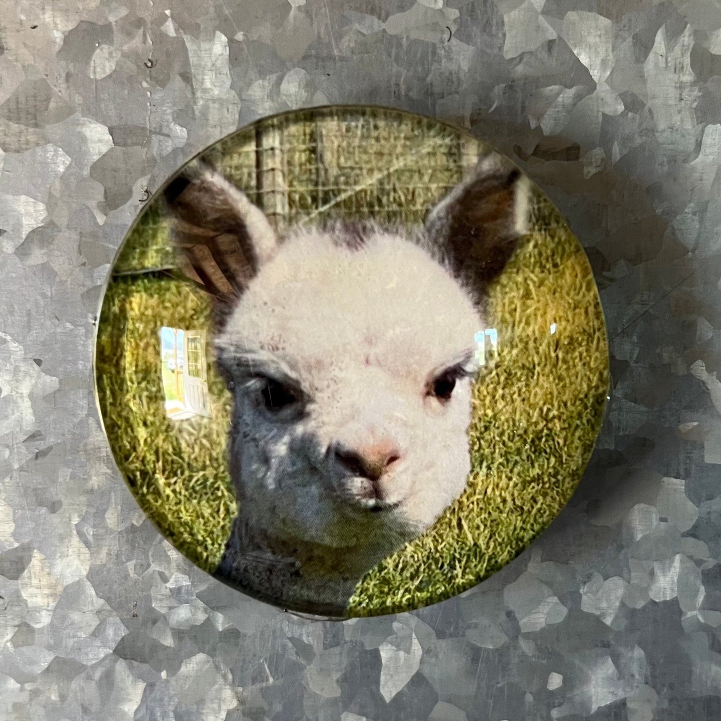 Alpaca Magnets