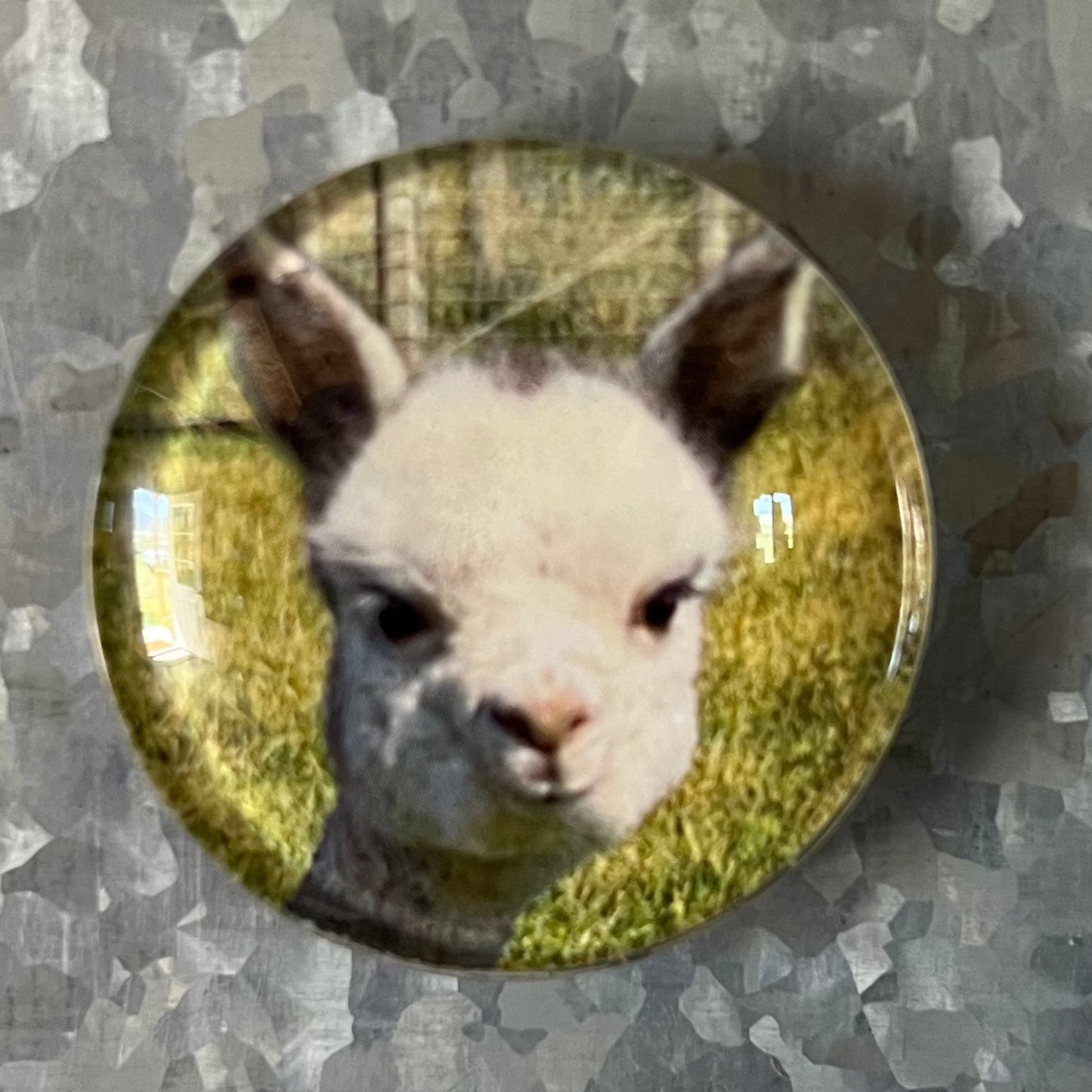 Alpaca Magnets