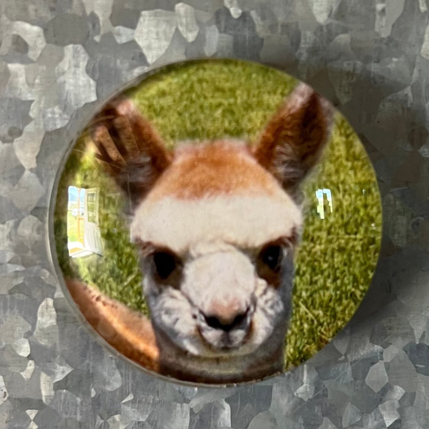 Alpaca Magnets