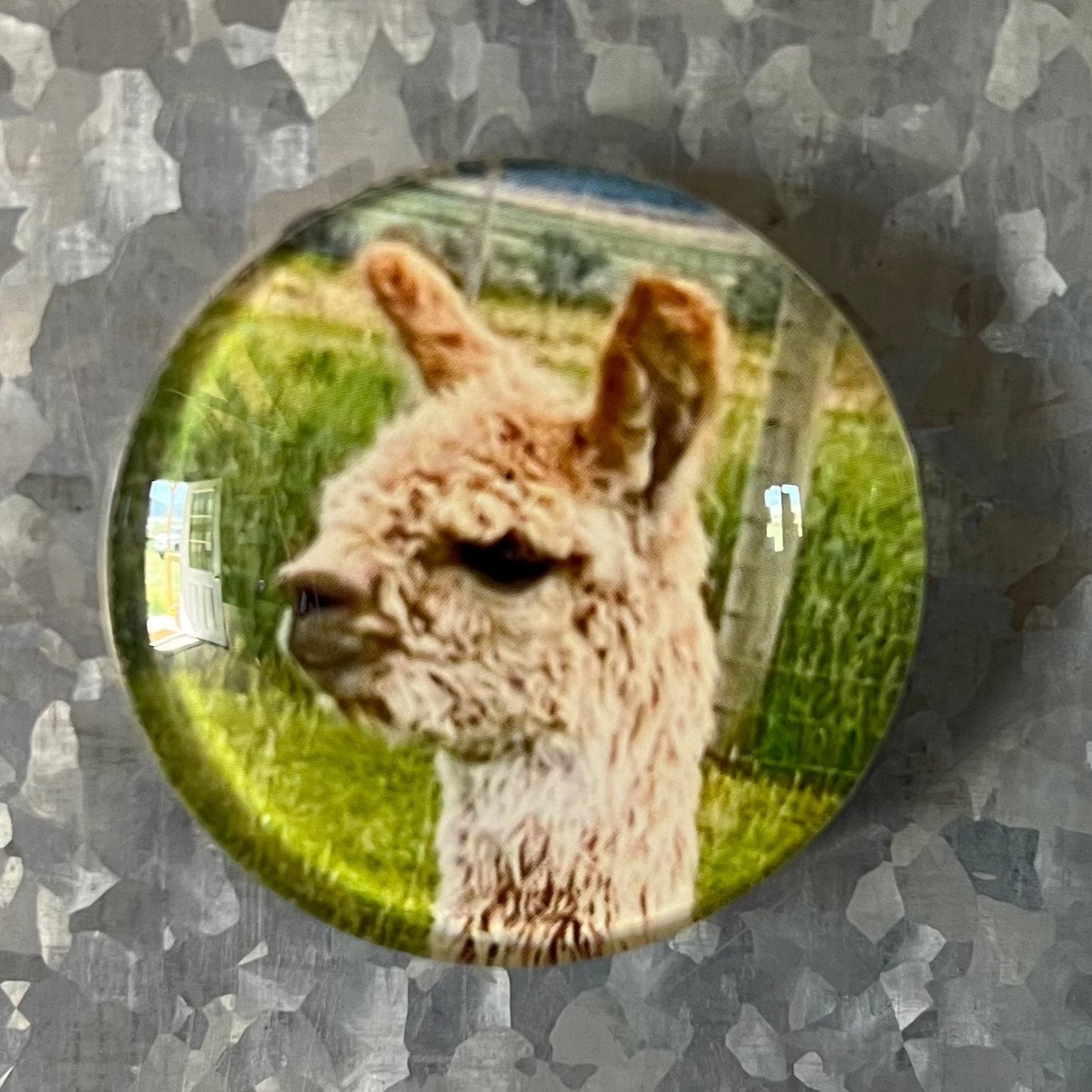 Alpaca Magnets