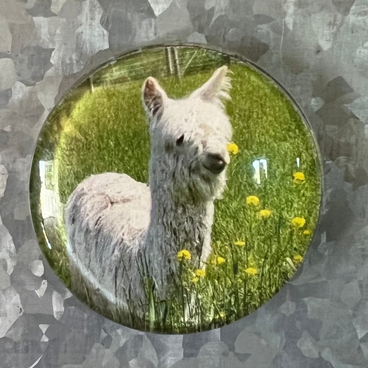 Alpaca Magnets